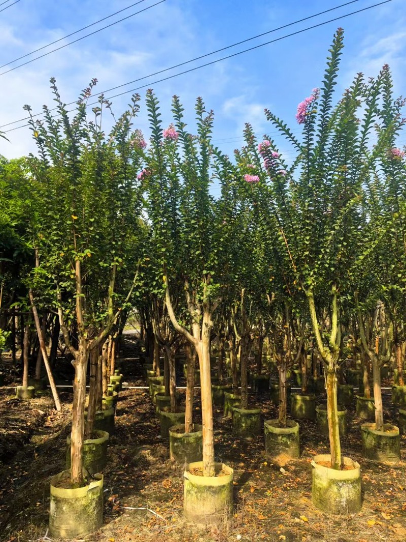 细叶紫薇/红火箭紫薇5～10公分基地直发规格齐全