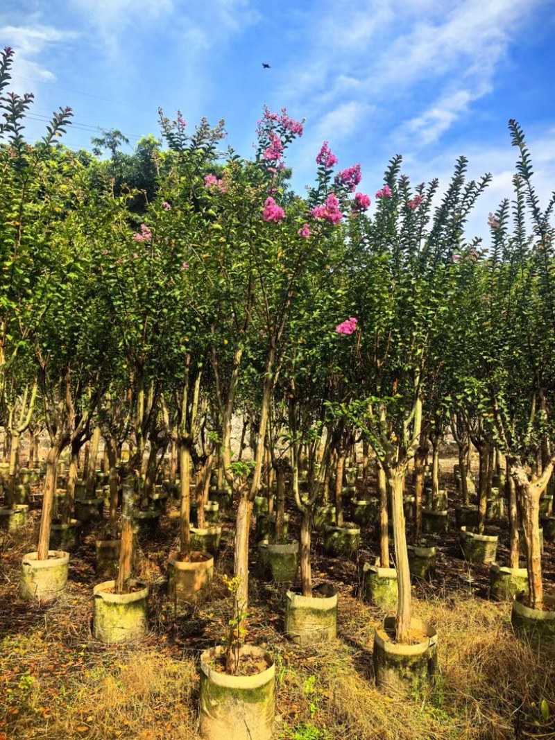 细叶紫薇/红火箭紫薇5～10公分基地直发规格齐全