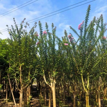 细叶紫薇/红火箭紫薇5～10公分基地直发规格齐全