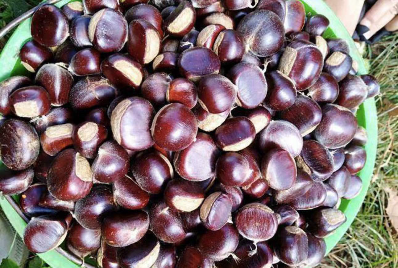 图表展示每100克油栗的主要营养成分柱状图:能量214kcal、蛋白质4.3g、脂肪3.0g、碳水化合物45.6g、膳食纤维2.8g、钾374mg、维生素B1 0.3mg,配有单位标注和颜色区分 油栗营养成分柱状图