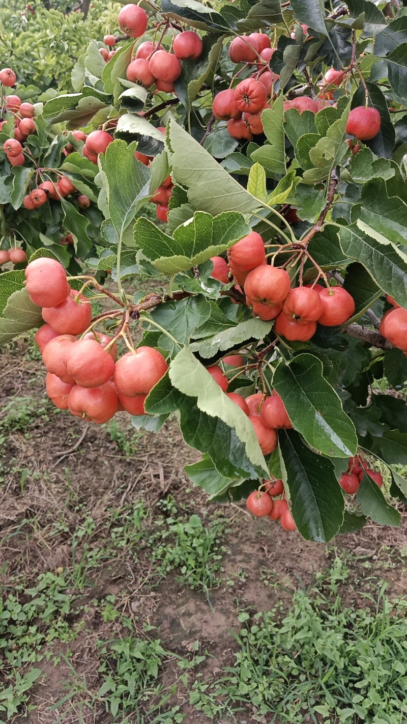 大棉球