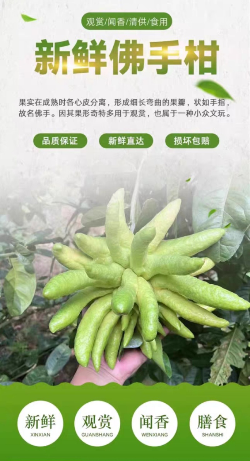 云南佛手柑一件代发，青果-观赏-食用