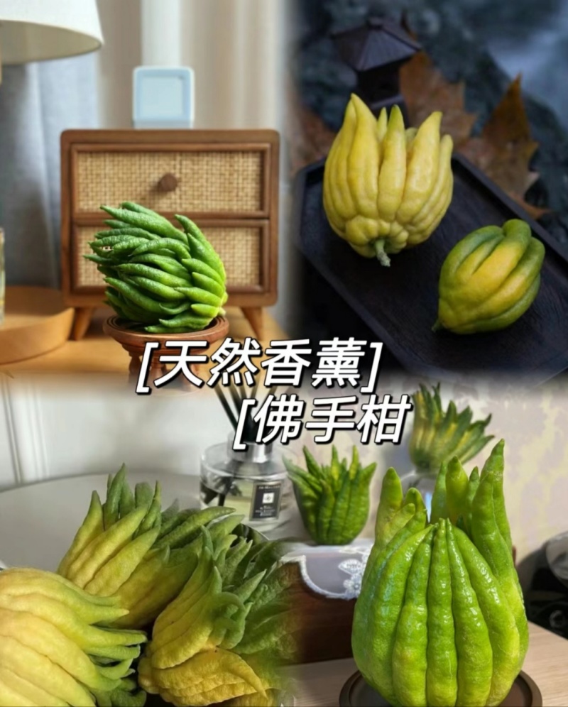 云南佛手柑一件代发，青果-观赏-食用