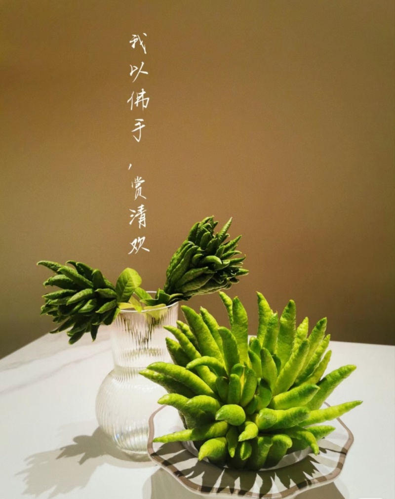 云南佛手柑一件代发，青果-观赏-食用