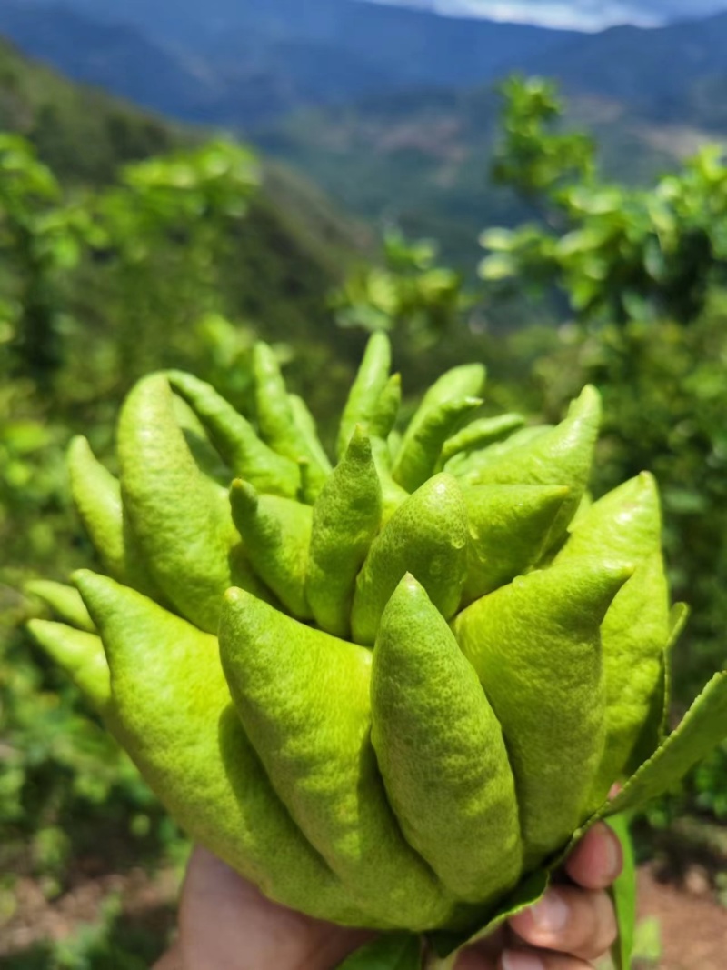 云南佛手柑一件代发，青果-观赏-食用