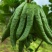 云南佛手柑一件代发，青果-观赏-食用