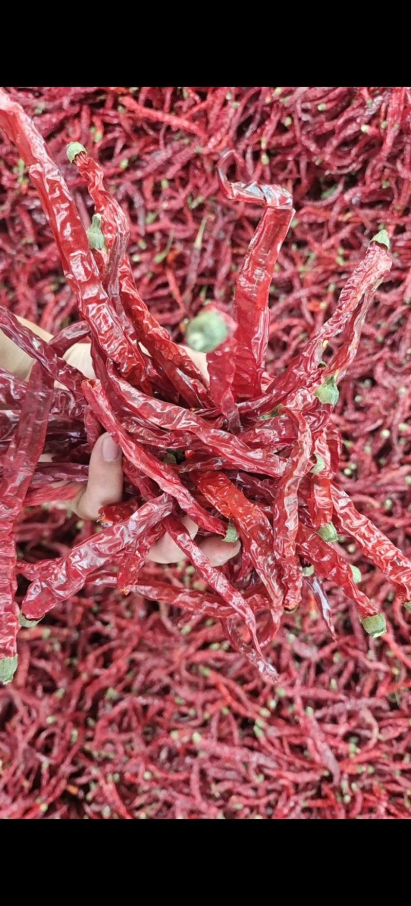 山西本地二荆条新货，颜色漂亮，货量不多，需要的抓紧