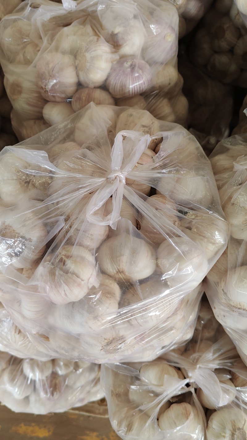 永年大蒜，40到60，个个匀，颜色纯正，供各大市场，团购