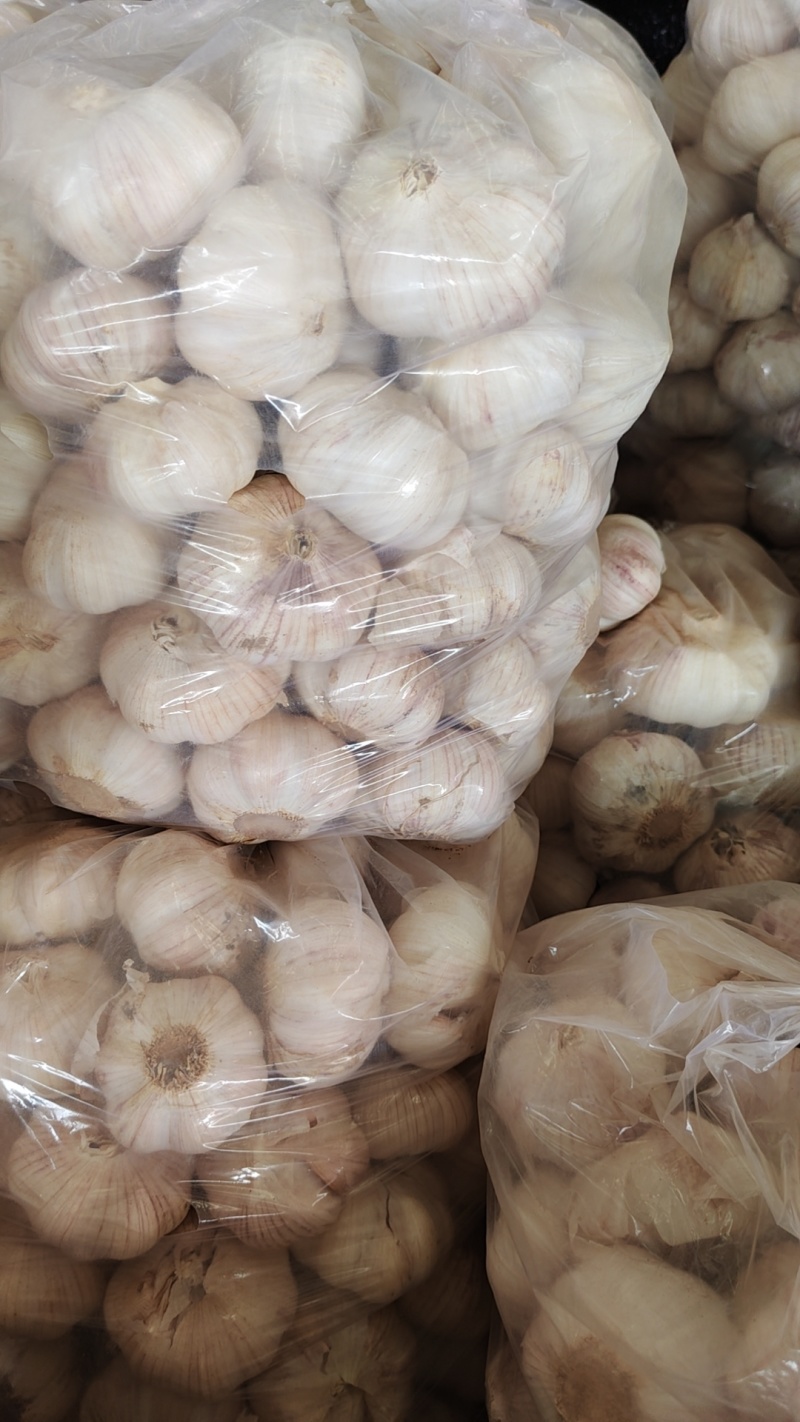 永年大蒜，40到60，个个匀，颜色纯正，供各大市场，团购
