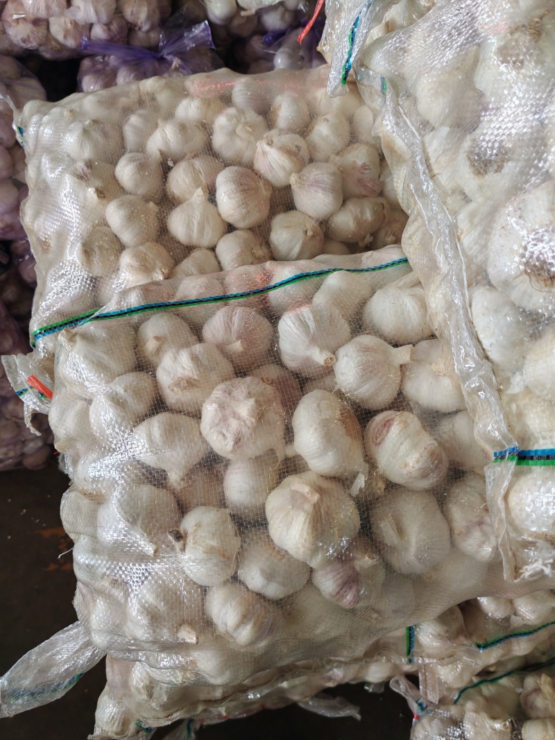 永年大蒜，40到60，个个匀，颜色纯正，供各大市场，团购