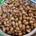 冰冻竹笋虫活虫速冻新鲜可食用虫子油炸虫炸昆虫