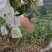 凯特芒