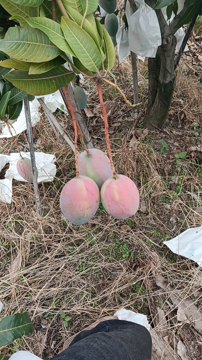 凯特芒