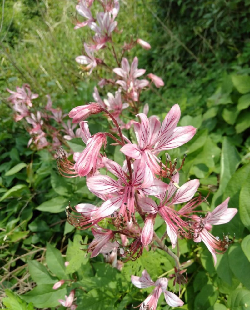 野山花蜜~纯蜜~