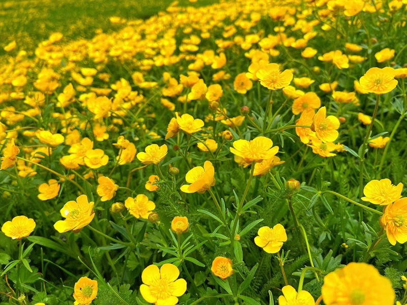 野山花蜜~纯蜜~