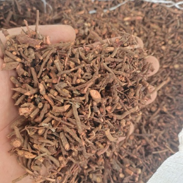 茜草