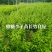 蜂糖李子苗，苗，苗，苗，苗，苗。