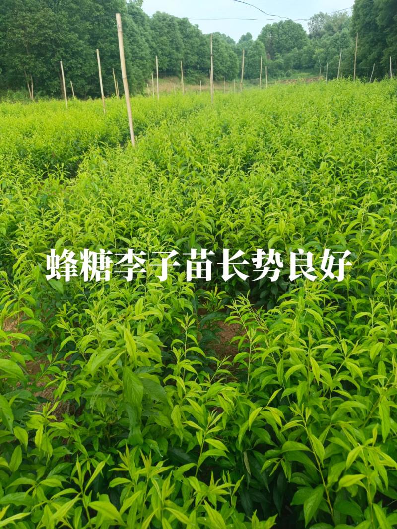 蜂糖李子苗，苗，苗，苗，苗，苗。