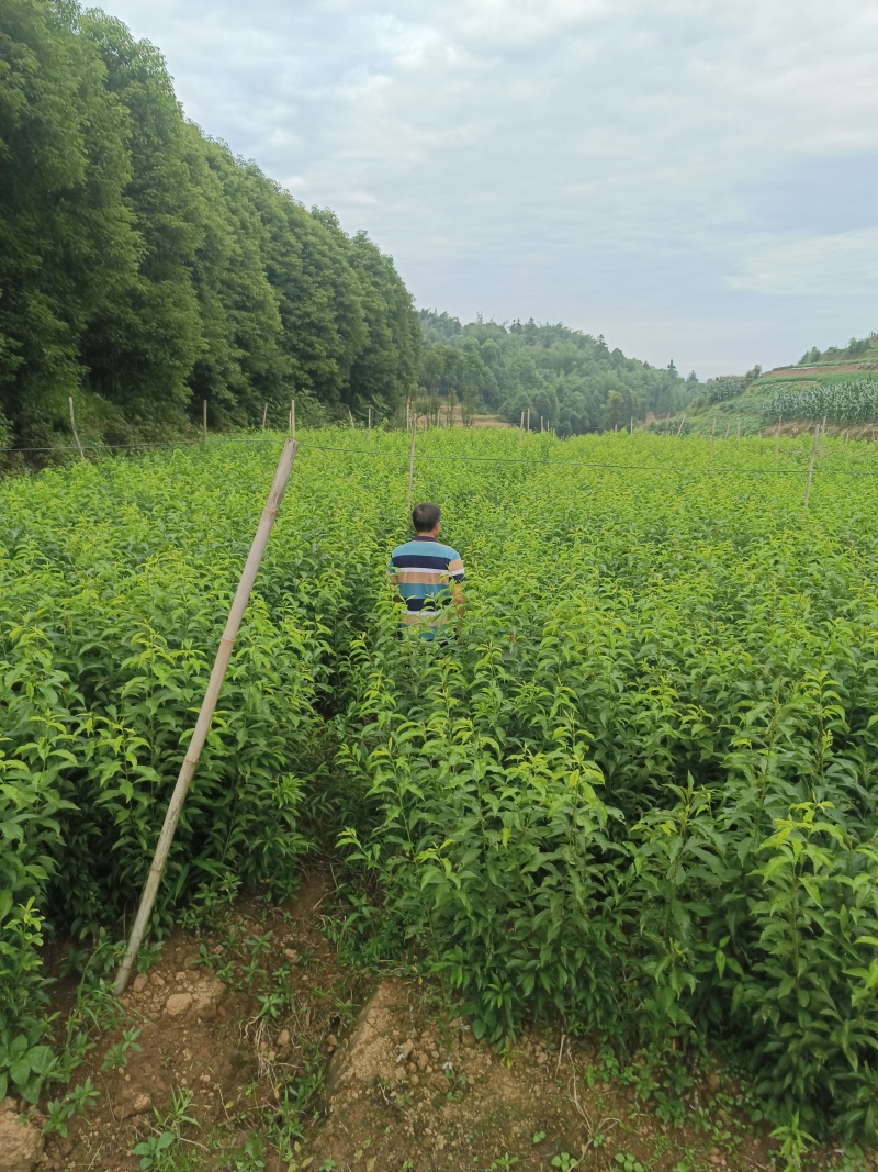 蜂糖李子苗，苗，苗，苗，苗，苗。