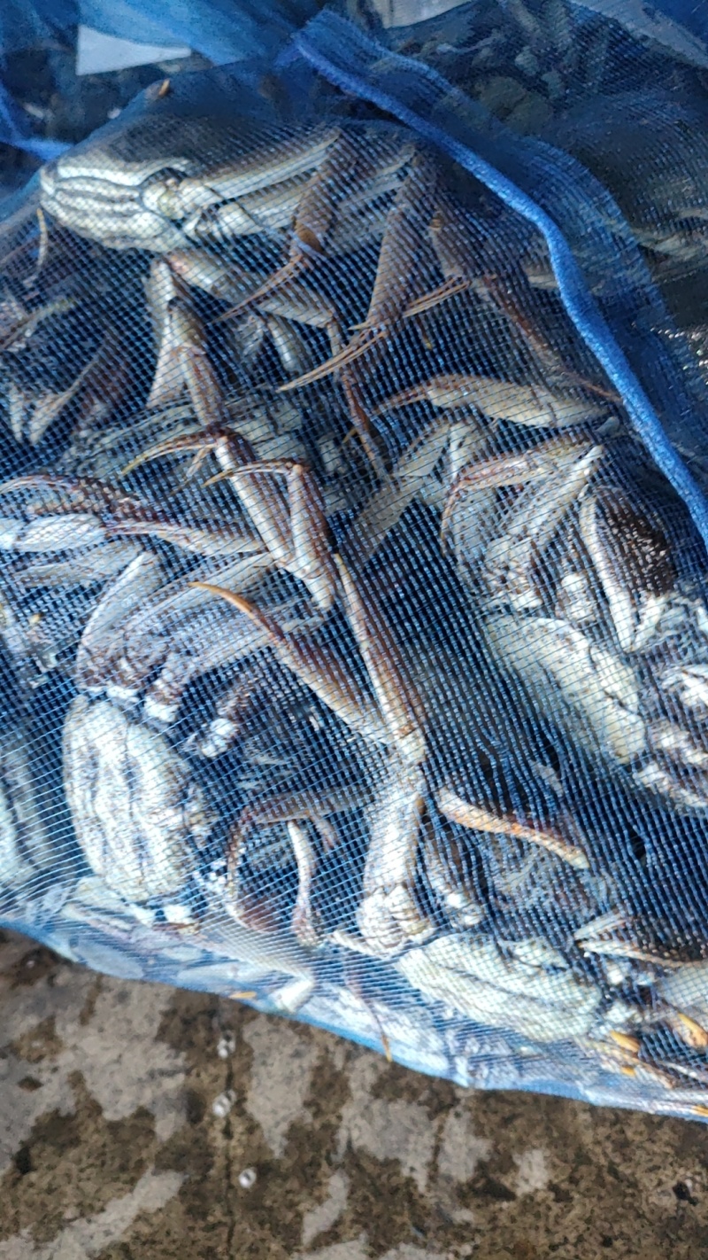 盘锦河蟹，稻田蟹，老头蟹，货源充足，产地直发，视频看货