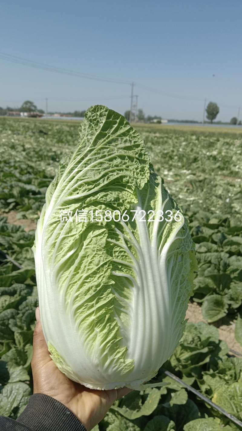 自产黄心大白菜