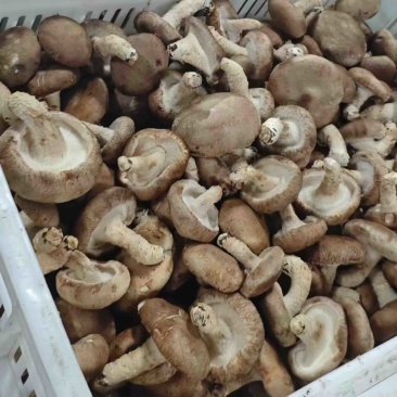 香菇