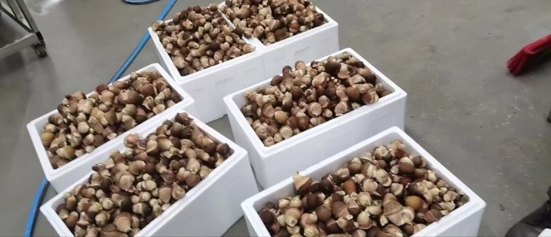 松茸鲜松茸，生态松茸，种植松茸