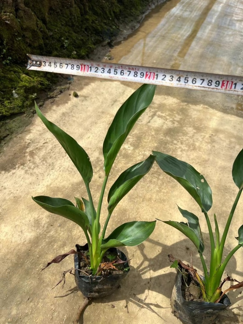 红花天堂鸟小杯中杯盆栽基地直发规格齐全质量优质