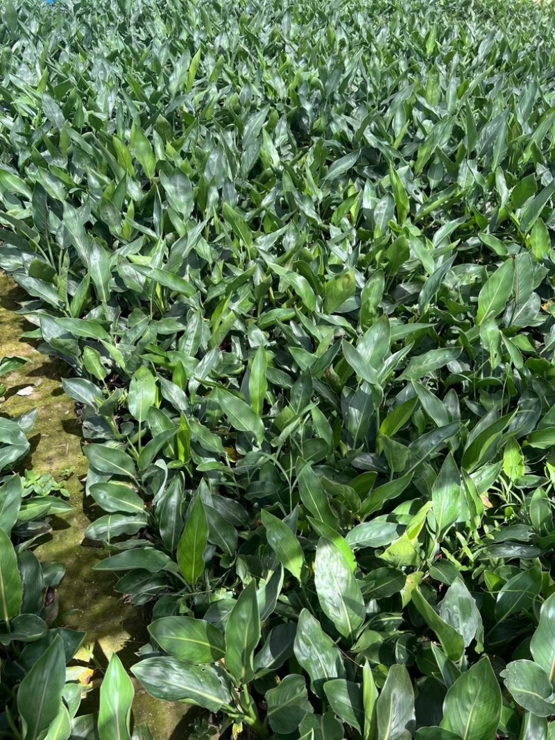 红花天堂鸟小杯中杯盆栽基地直发规格齐全质量优质