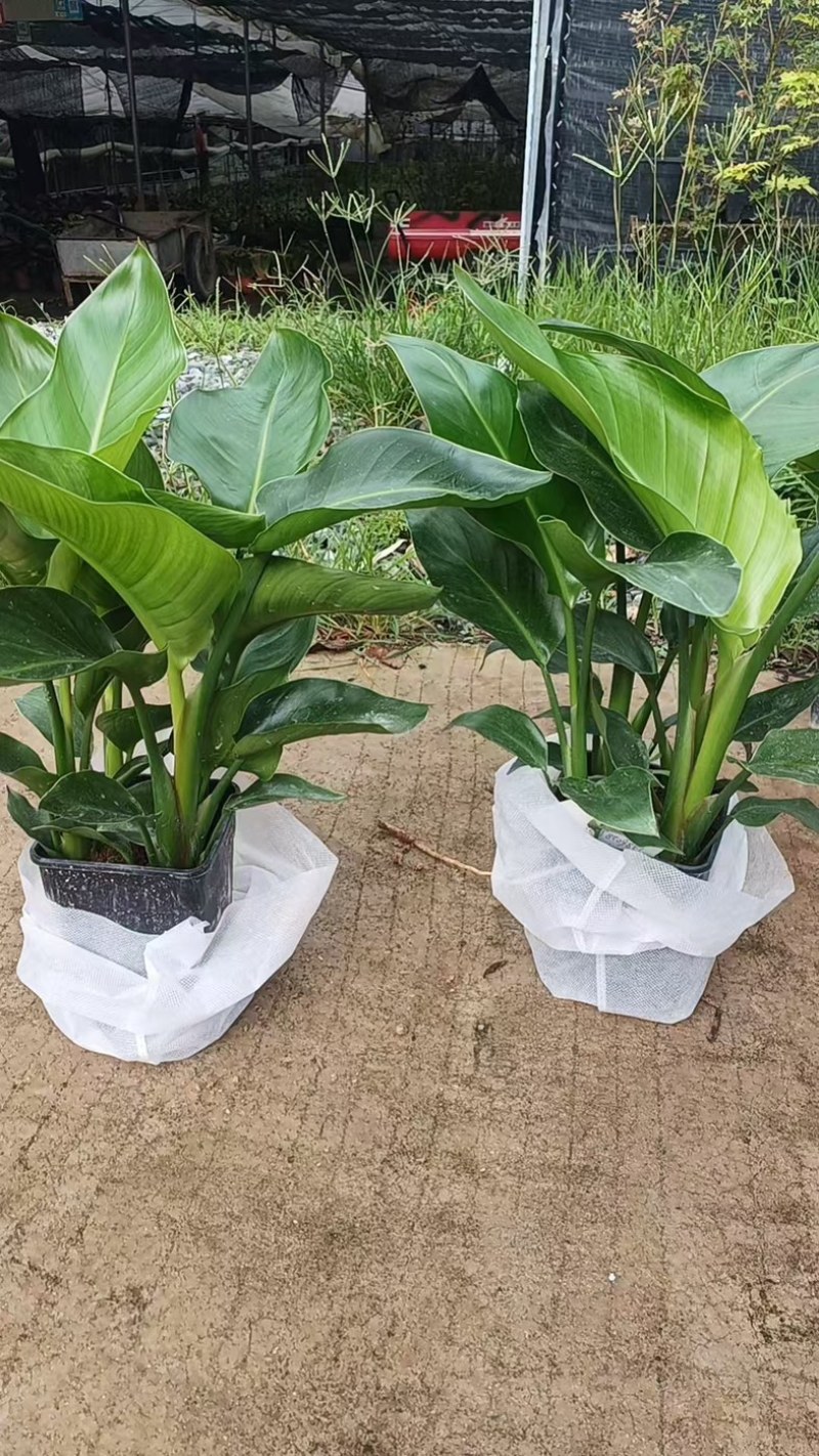 天堂鸟盆栽基地直发规格齐全质量优质室内绿植