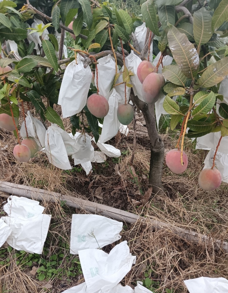 凯特芒果大量上市需要的联系我，精品中货次品都有