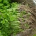山东济南芹菜苗法国皇后优质芹菜苗品质保证成活率高