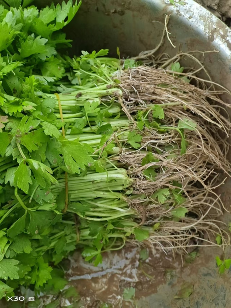 山东济南芹菜苗法国皇后优质芹菜苗品质保证成活率高