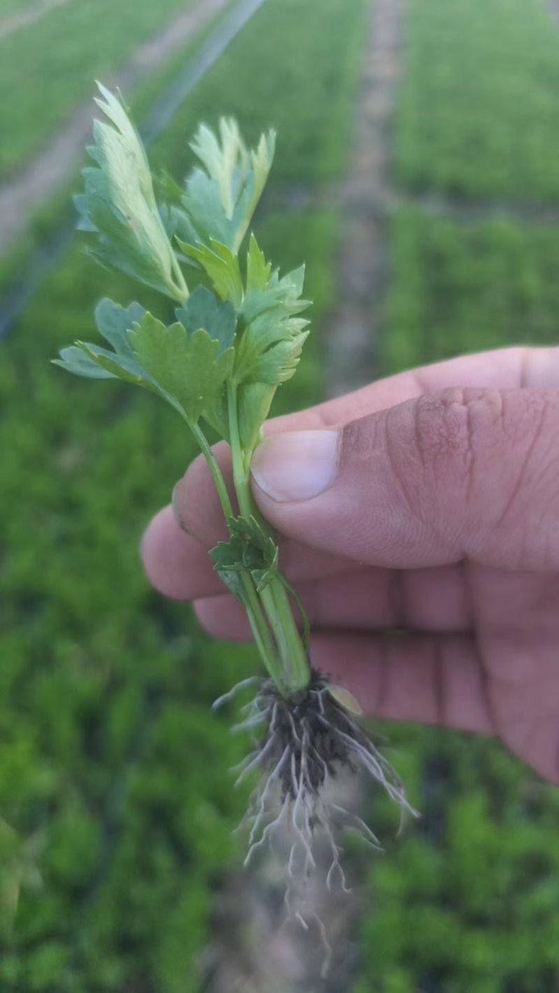 山东济南芹菜苗法国皇后优质芹菜苗品质保证成活率高