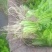 山东济南芹菜苗法国皇后优质芹菜苗品质保证成活率高