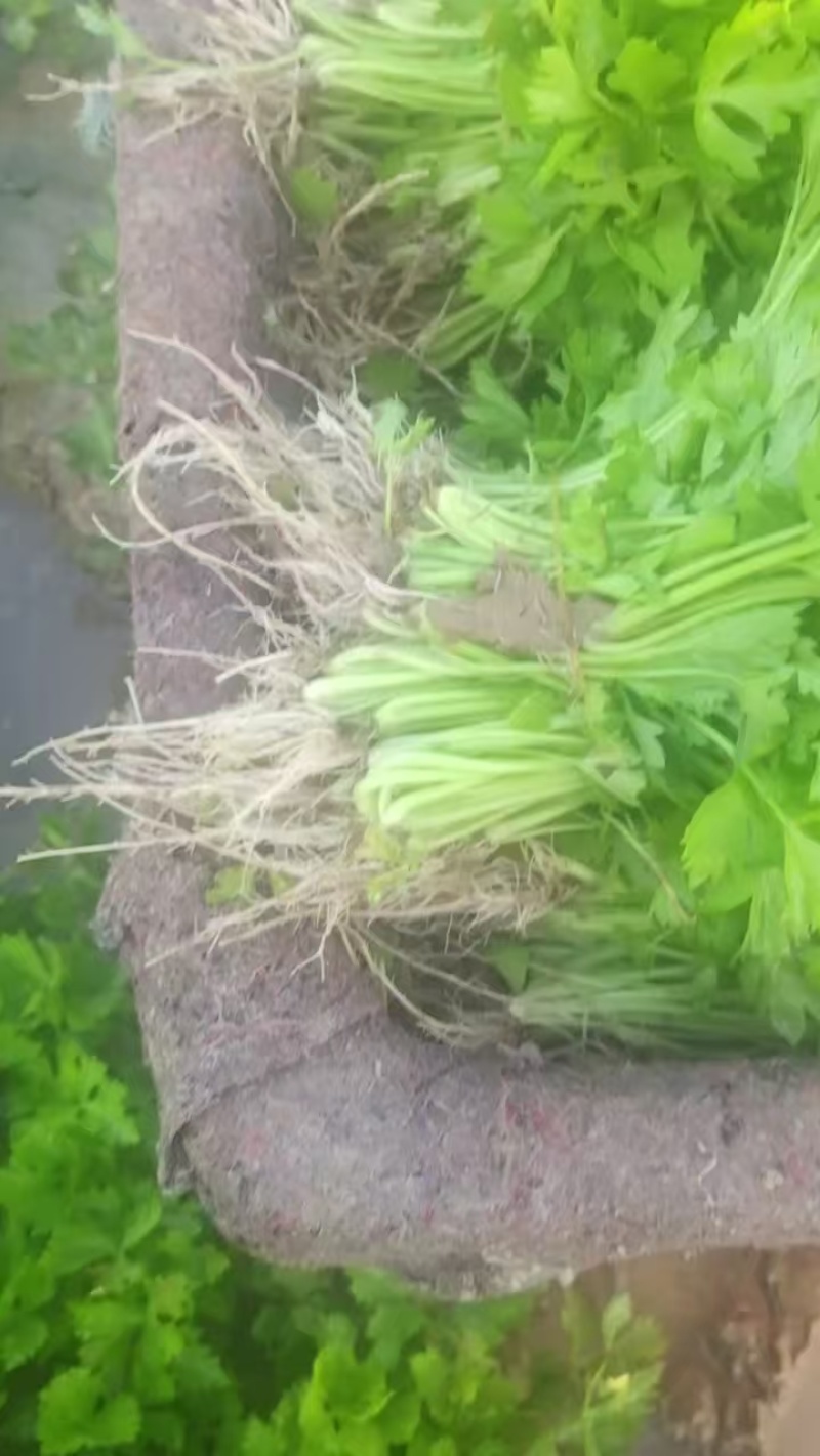 山东济南芹菜苗法国皇后优质芹菜苗品质保证成活率高
