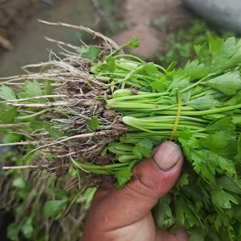 山东济南芹菜苗法国皇后优质芹菜苗品质保证成活率高