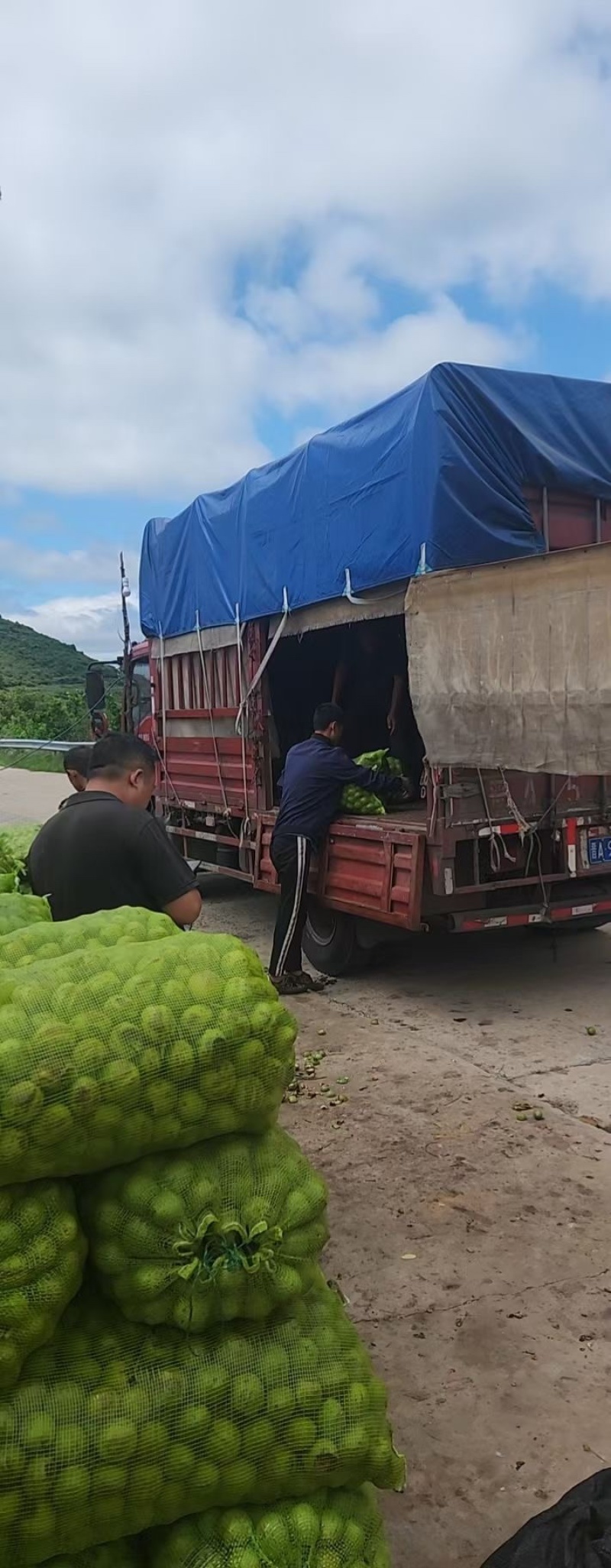40起步杂果