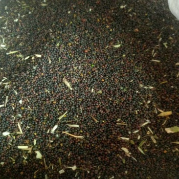 新鲜油菜籽无添加健康美味特惠速来选购