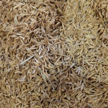 贵州仁怀酿酒稻壳
