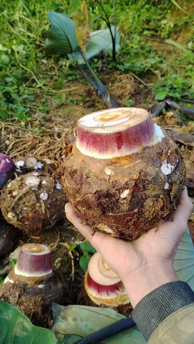 云南大香芋大量上市