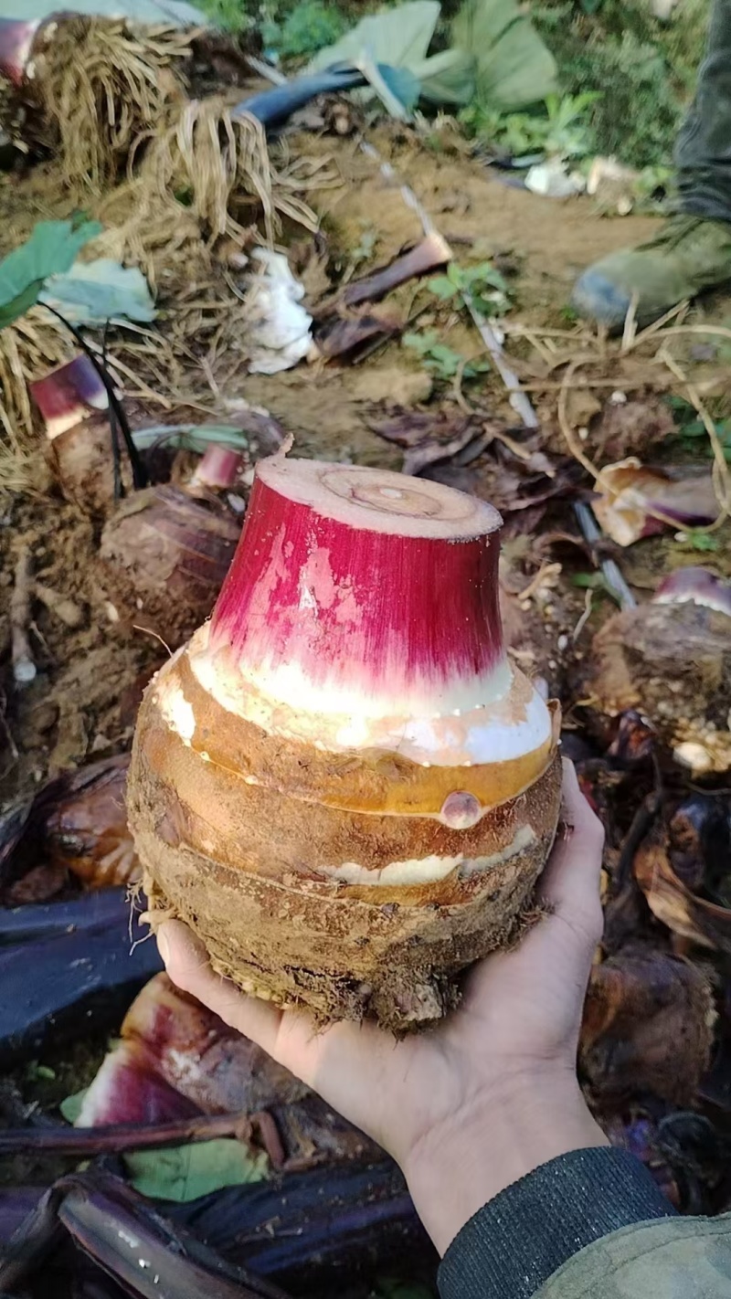 云南大香芋大量上市