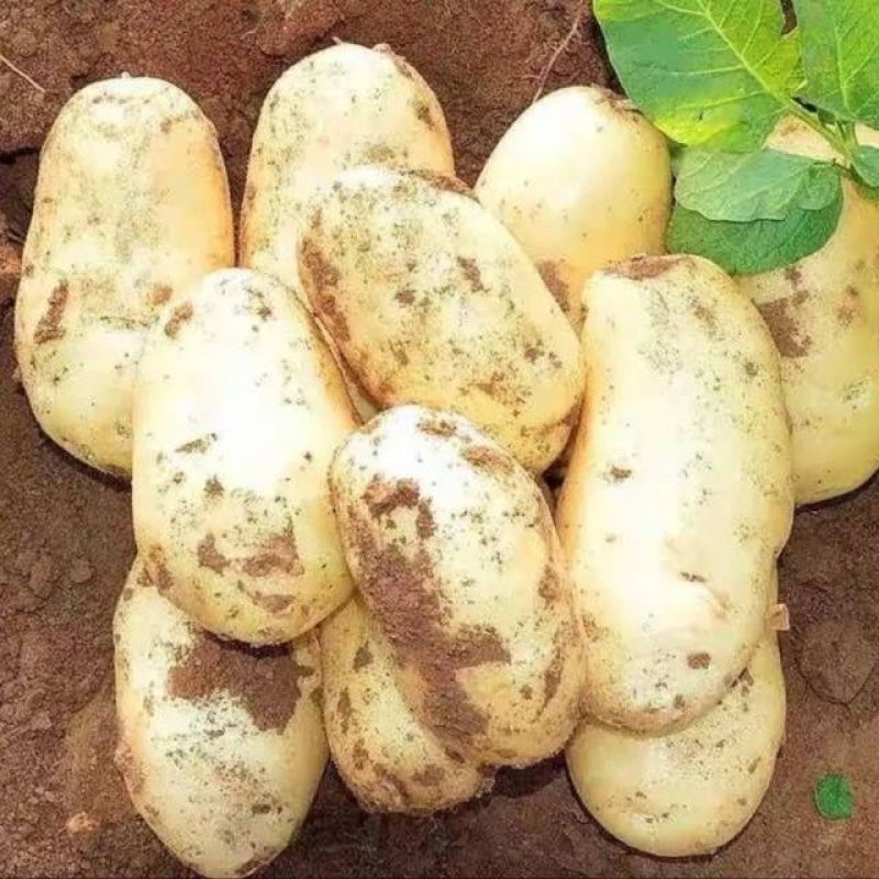 精品黄心土豆白心产地直供大量上市品质好价格低全国发货