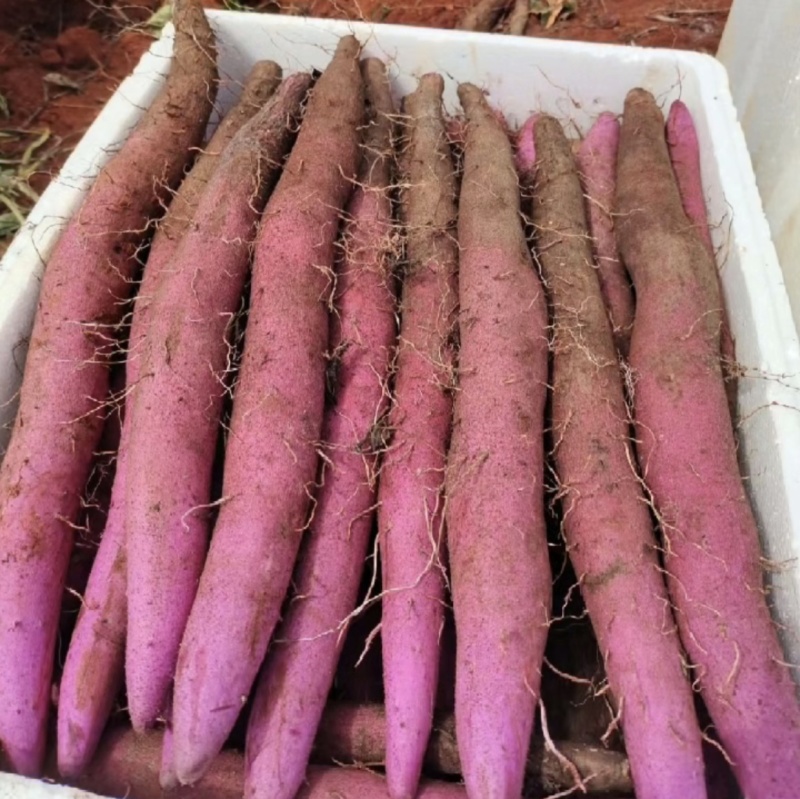【热卖】云南高原紫山药精品山药现货大量上市