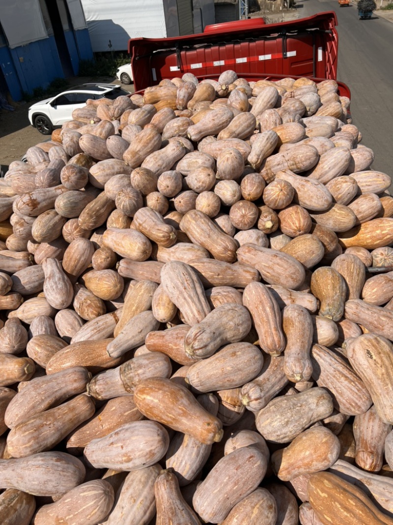 精品南瓜大量有货，市场工厂电商都有，欢迎各大平台对接，，