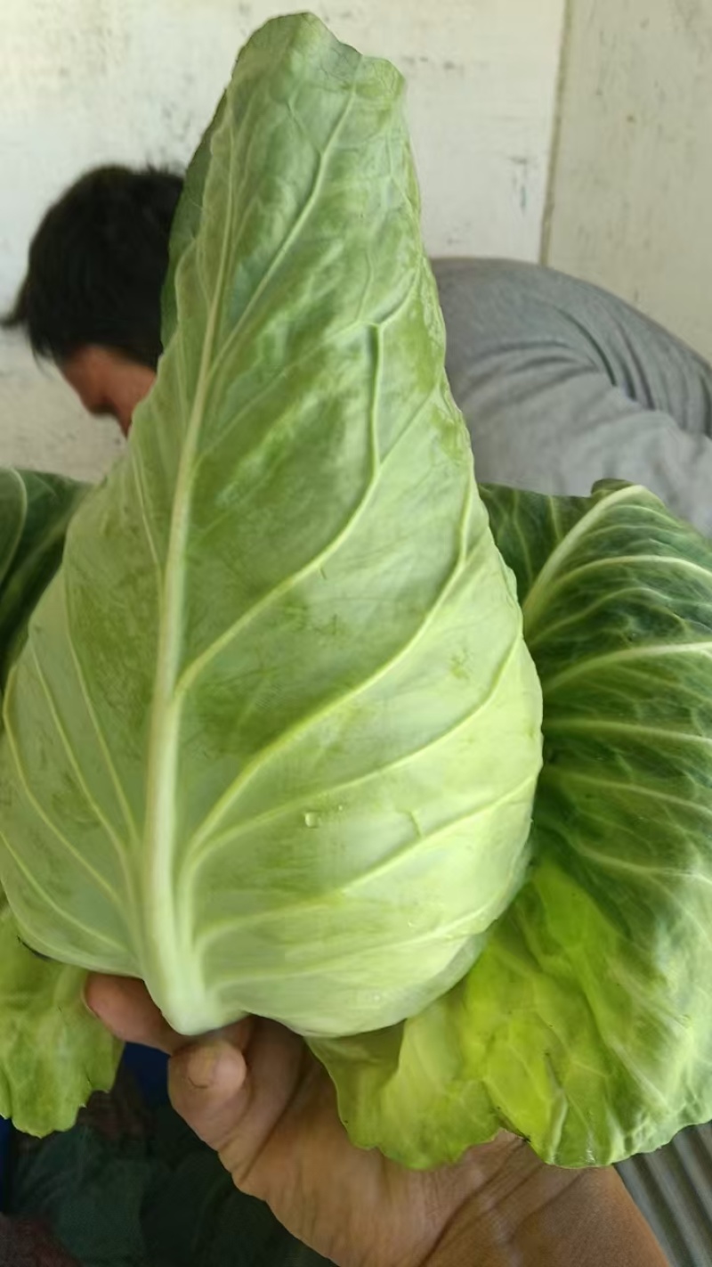 牛心甘蓝