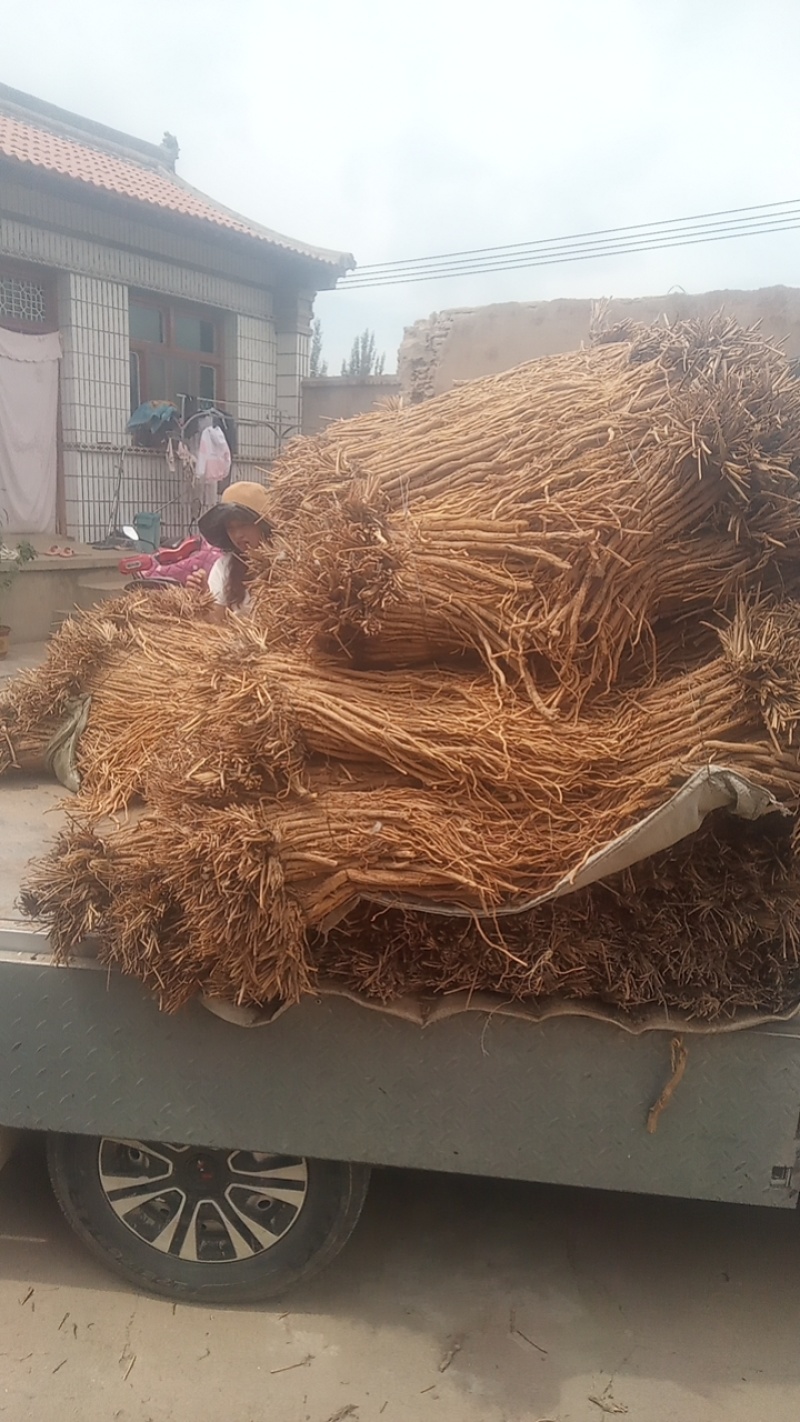 甘肃定西关防风，产地直发货源保证，欢迎来电合作