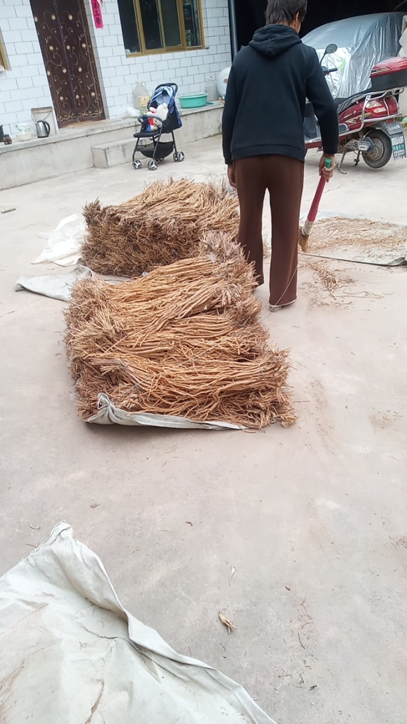 甘肃定西关防风，产地直发货源保证，欢迎来电合作