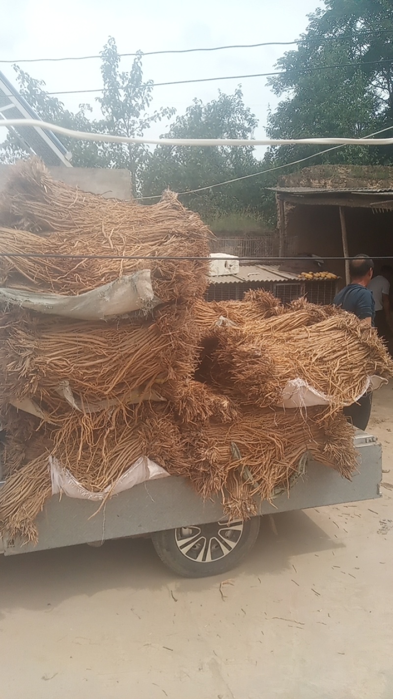 甘肃定西关防风，产地直发货源保证，欢迎来电合作