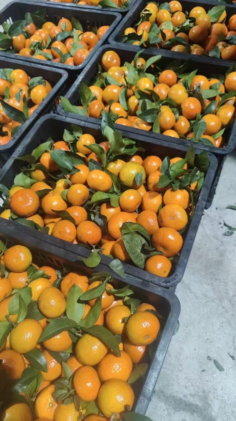 【实力精选】广西正宗沙糖桔-精品货源种植户可对接商超